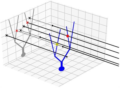 Pycabnn: Efficient and Extensible Software to Construct an Anatomical Basis for a Physiologically Realistic Neural Network Model